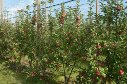 Conduite de verger de pommiers Pink Lady® Rosy Glow cov  Bibaum®